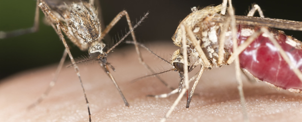 two mosquitoes feeding.