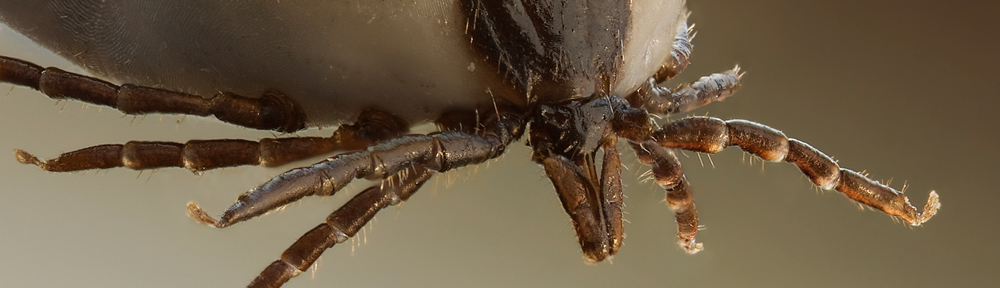 macro photo of a tick