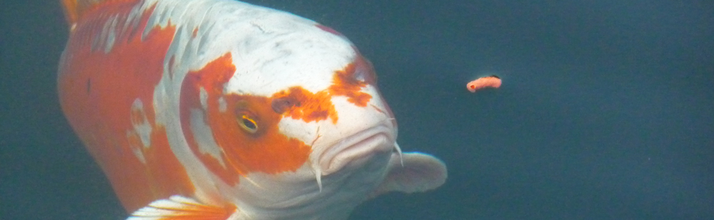 Koi coming to surface of water to eat a food pellet.