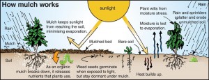 How mulch works