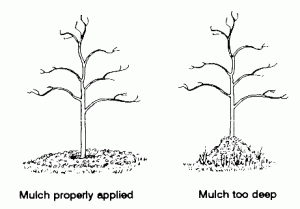 A diagram showing how to apply mulch to the base of trees and shrubs.